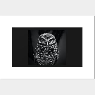 Owl 3D Posters and Art